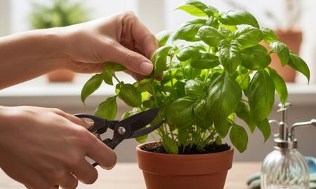 El truco casero para que la albahaca no se espigue. El truco casero para que la albahaca no se espigue.