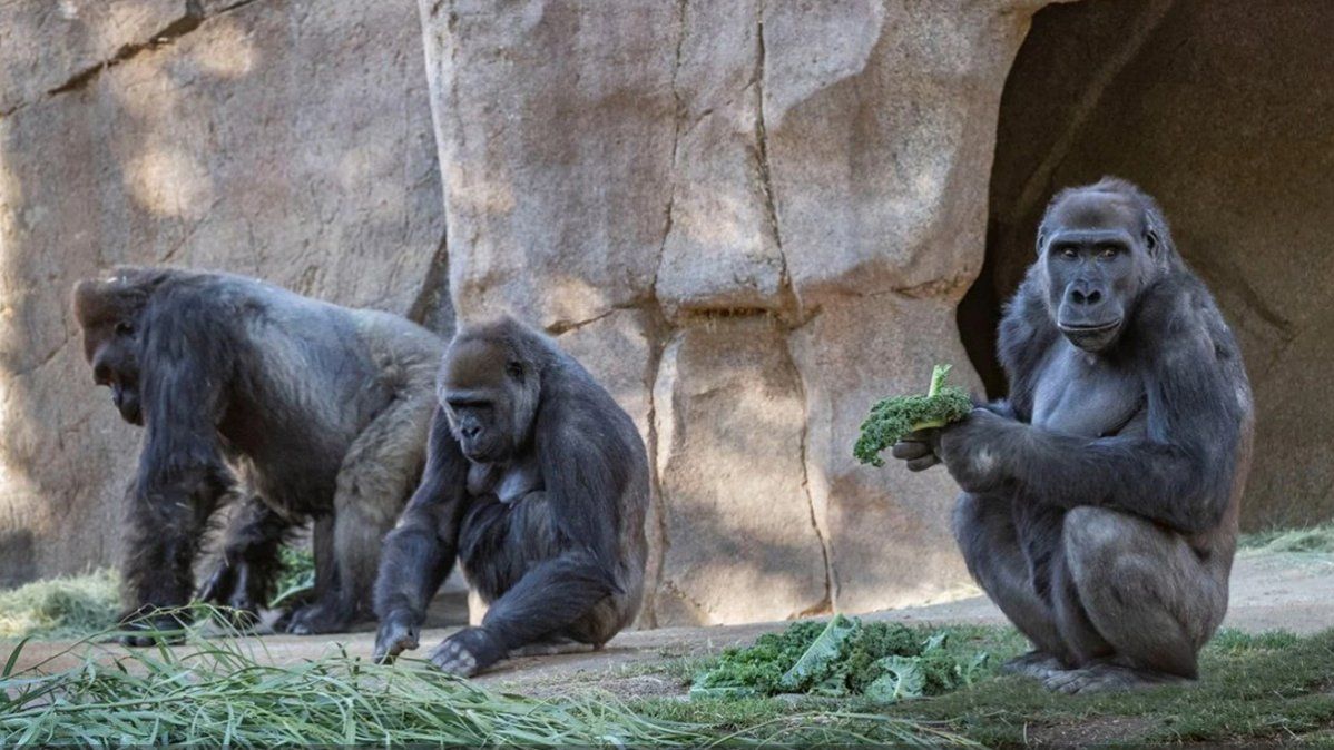 Los gorilas tienen tos y congestión.