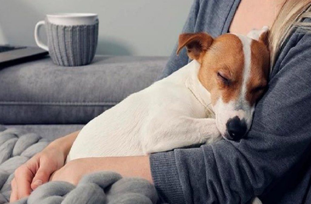 Razones para adoptar un perro sin raza