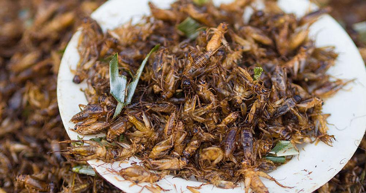 Los chapulines son un tipo de grillo con los cuales se preparaba el producto prohibido.