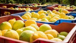 EEUU extendió la suspensión a la importación de limones argentinos EEUU extendió la suspensión a la importación de limones argentinos
