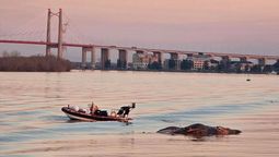 preocupacion por la aparicion de ballenas muertas en el litoral: que dicen los expertos