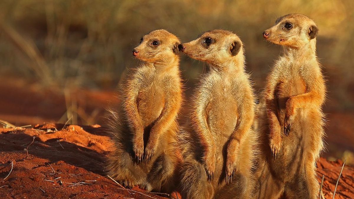 Video: la danza de las suricatas antes de enfrentarse a una cobra