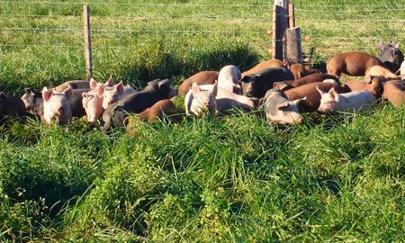 cerdo a pasto: una produccion que vuelve para crear valor cerdo a pasto: una produccion que vuelve para crear valor