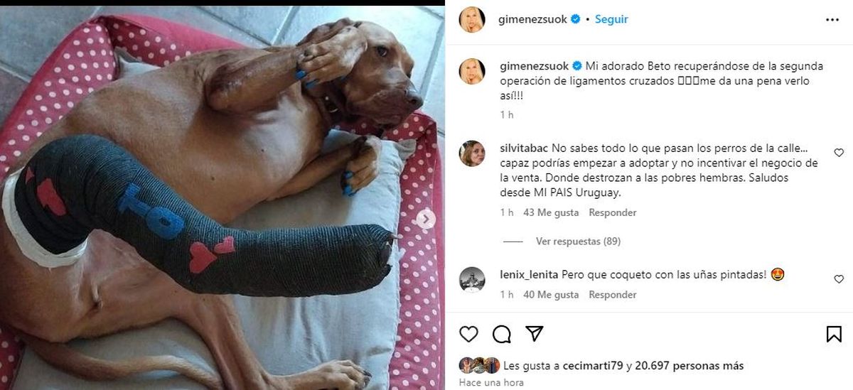 Beto, el perro de Susana Giménez, fue operado. Beto, el perro de Susana Giménez, fue operado.