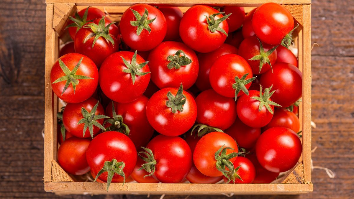 Son fáciles de cultivar y requieren poco mantenimiento. Son fáciles de cultivar y requieren poco mantenimiento.
