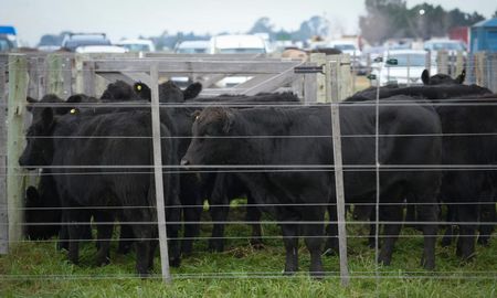 el desafio del sector ganadero: lograr mejores precios dentro y fuera del pais el desafio del sector ganadero: lograr mejores precios dentro y fuera del pais