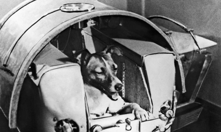 Space Dogs: el documental sobre perros callejeros inspirado en Laika Space Dogs: el documental sobre perros callejeros inspirado en Laika
