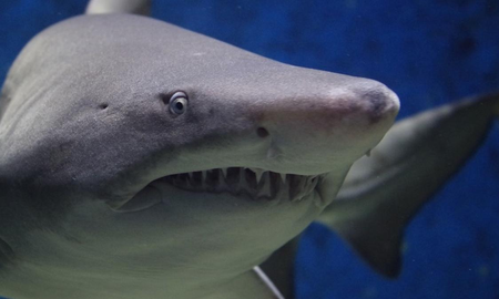 Estaba grabando un documental sobre tiburones y en su d&iacute;a libre fue mordida por uno de ellos