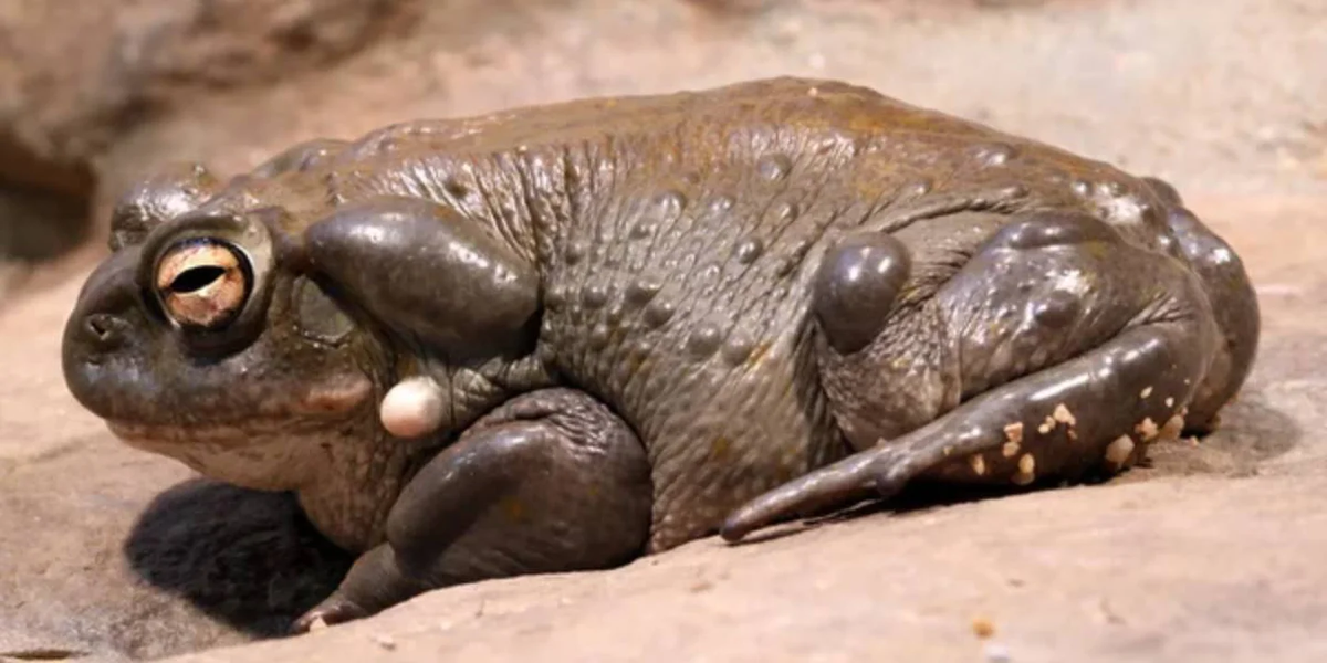 El sapo del desierto sonorense o sapo del río Colorado es una especie de anfibio de la familia Bufonidae.