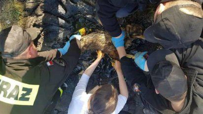 Creen hallar un perro dormido en la calle, pero se encuentran con escalofriante escena