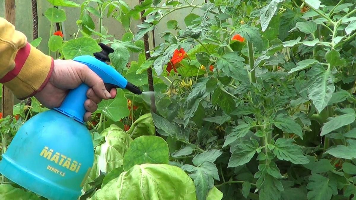 Potente fungicida casero para combatir hongos en tus plantas