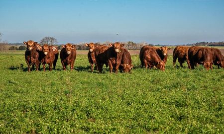 consumo residual de alimento: la tecnica que impulsa a limangus como raza eficiente consumo residual de alimento: la tecnica que impulsa a limangus como raza eficiente