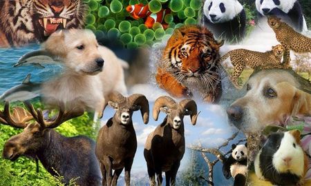 ¿Por qué se celebra el “Día del Animal”?
