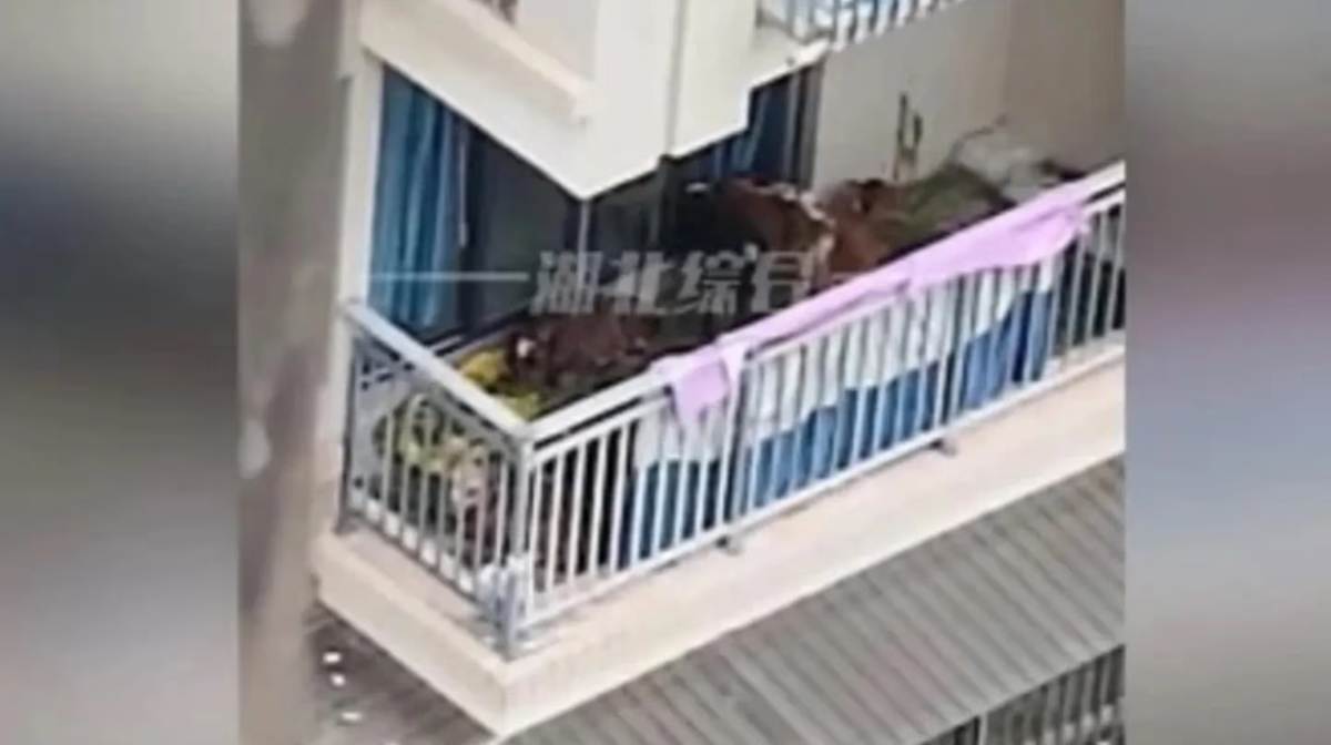 Un hombre que se mudó del campo hacia la ciudad ycausó la molestia de sus vecinos por llevar a sus vacas. Un hombre que se mudó del campo hacia la ciudad ycausó la molestia de sus vecinos por llevar a sus vacas.