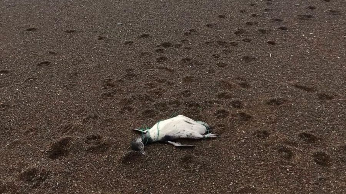 Las dolorosas imágenes de los pingüinos muertos en la Plata Unión. Twitter @playaunionrw