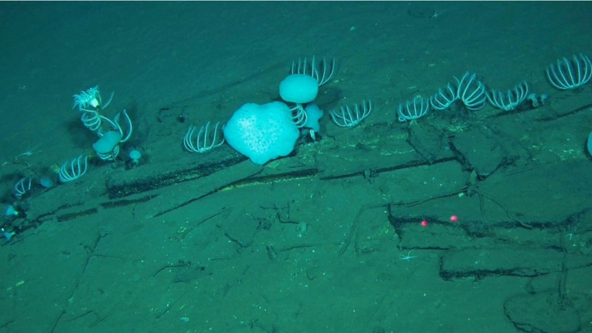 Fósiles de cinco millones de años yacen en el cementerio de ballenas de la Fosa de Diamantina.