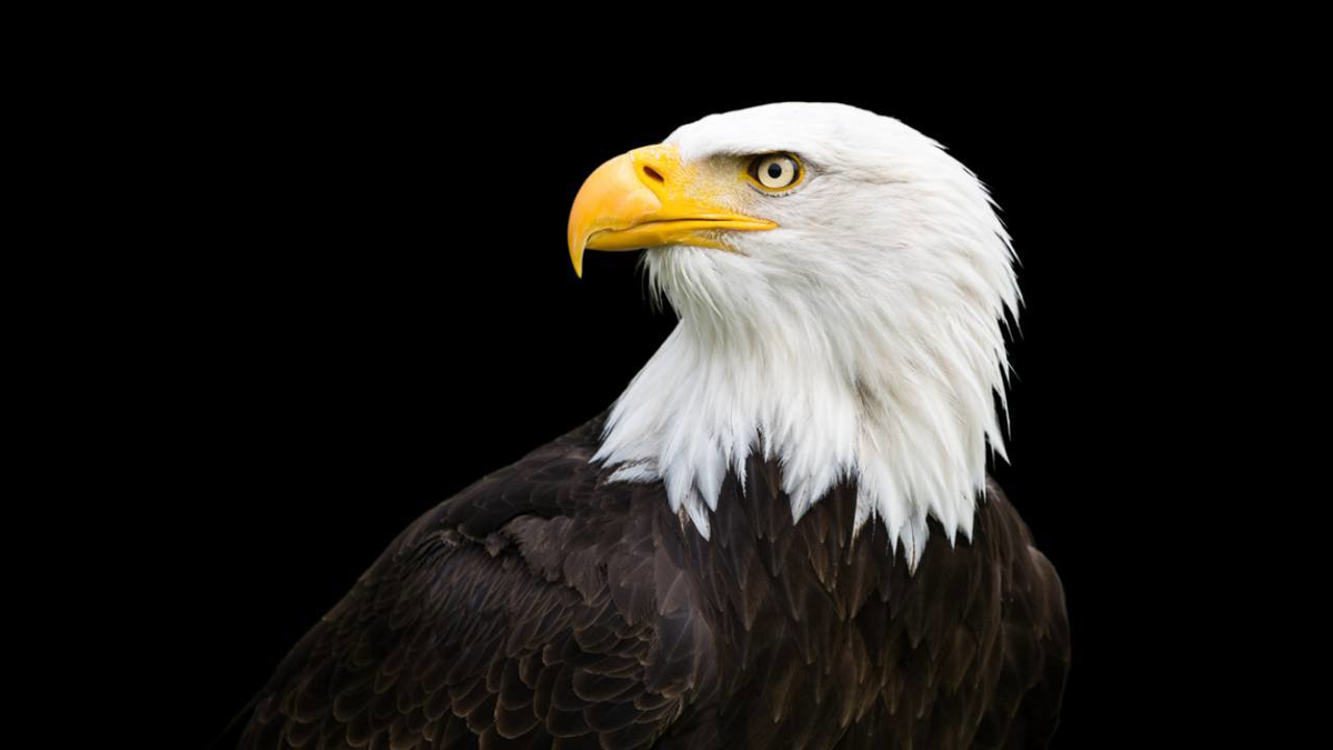 Cuál es el significado espiritual del águila