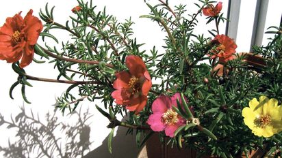 La planta que desafía al calor extremo del verano y florece sin riego constante