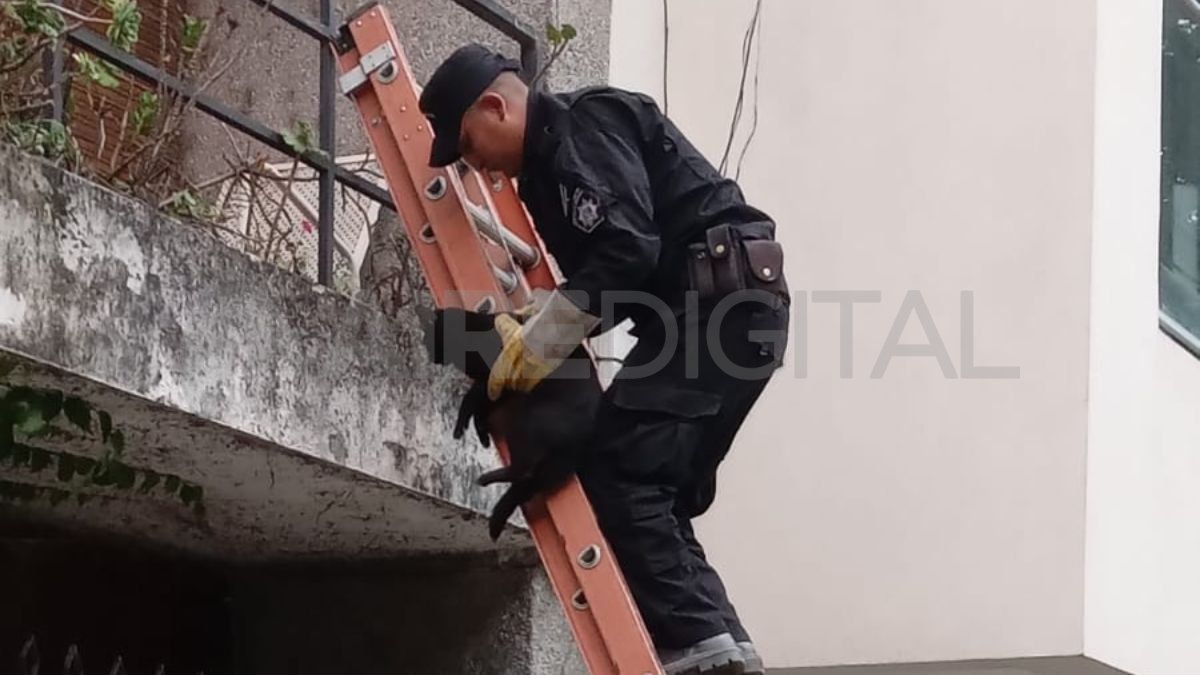 Rescataron un gato del balcón de una casa en el barrio Sur