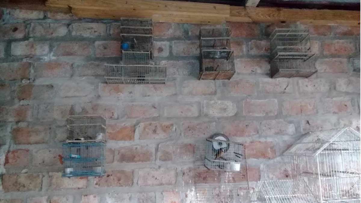 Desarticularon un criadero clandestino de aves en calle Diagonal Cabrera al 9300.