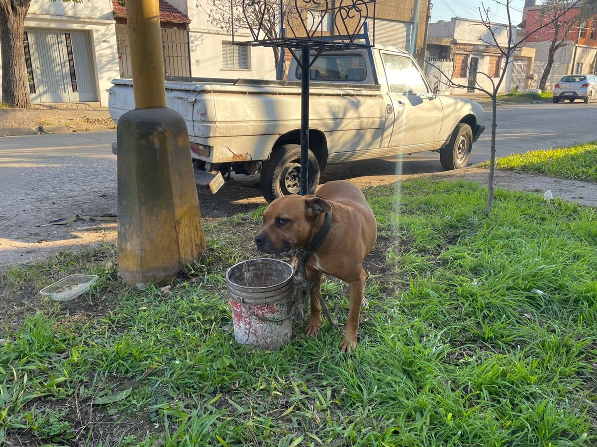 El perro se encuentra atado en Padre Genesio al 2.300 de barrio Guadalupe Oeste.