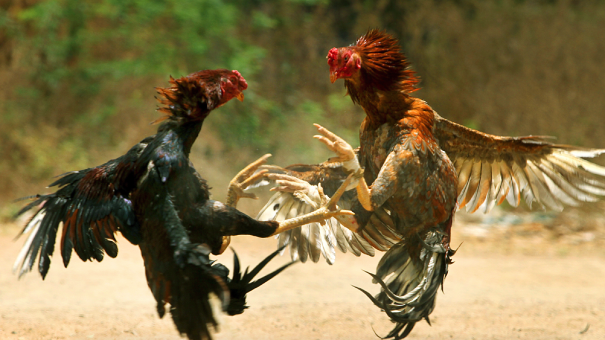 Murieron acuchillados por gallos: preparaban a sus aves para una riña y las aves les lanzaron puntazos letales