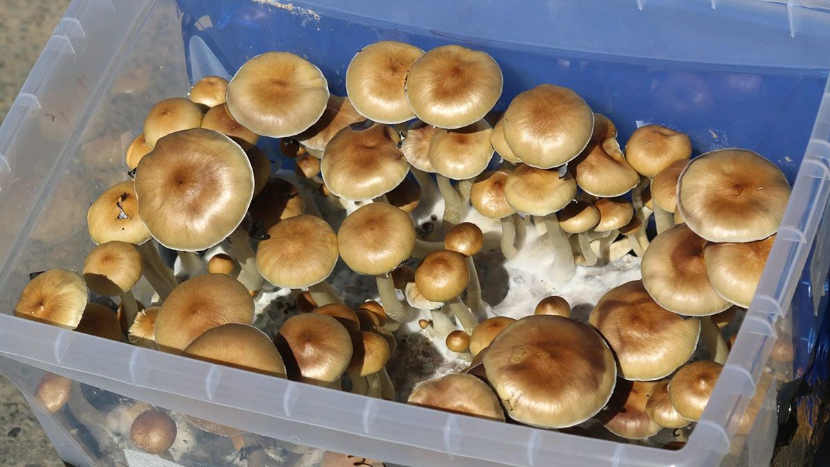 La psilocibina, que no es adictiva, promueve "una mayor comunicación entre las regiones del cerebro", agregó Nadav Liam Modlin, también coautor del estudio.