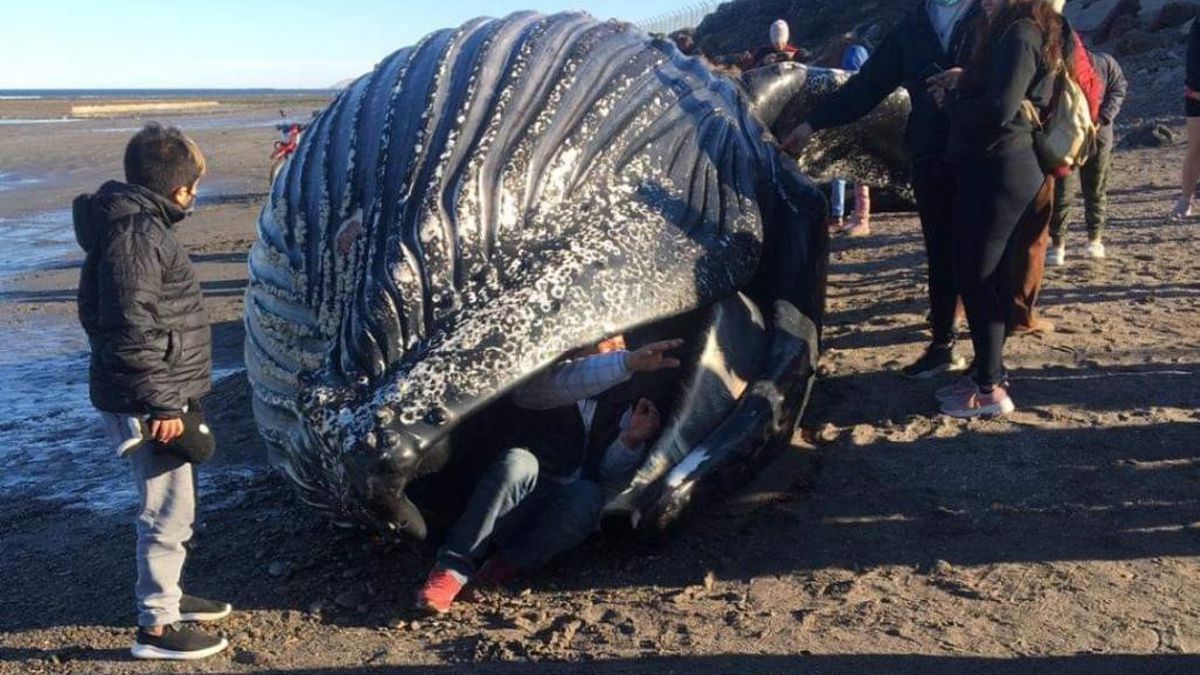 Si bien la Dirección de Fauna y Flora Silvestre advirtió a la gente