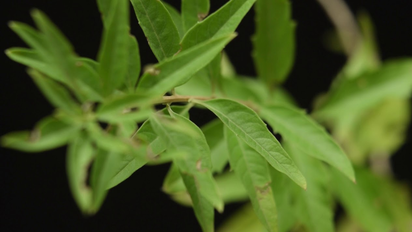 El secreto del mate perfecto: 3 plantas de las orillas de Santa Fe para tener en tu maceta