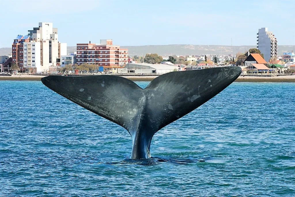 Puerto Madryn: naturaleza y vida marina