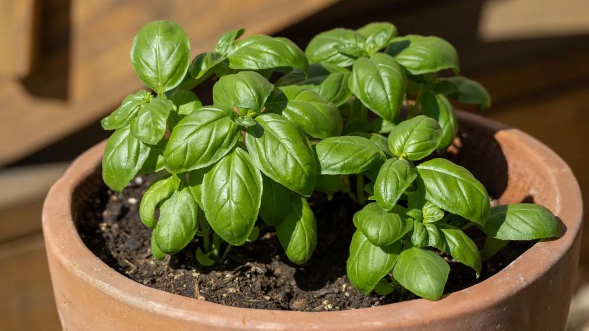 La albahaca crece rápido y llena la cocina de aroma fresco.