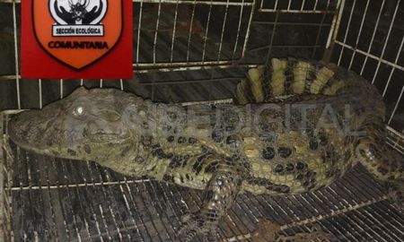 Rescataron un yacaré que estaba en un zanjón de Aristóbulo del Valle 8600 Rescataron un yacaré que estaba en un zanjón de Aristóbulo del Valle 8600