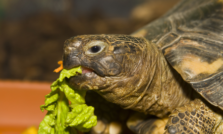 La tortuga que vaticinó la victoria en Qatar predijo los resultados del Balotaje 2023 La tortuga que vaticinó la victoria en Qatar predijo los resultados del Balotaje 2023