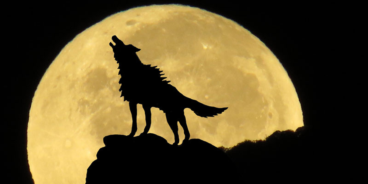 La luna llena de enero es conocida como "Luna del Lobo". La luna llena de enero es conocida como "Luna del Lobo".