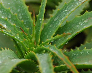 Qué significa tener una planta de aloe vera en casa, según el Feng Shui. Qué significa tener una planta de aloe vera en casa, según el Feng Shui.