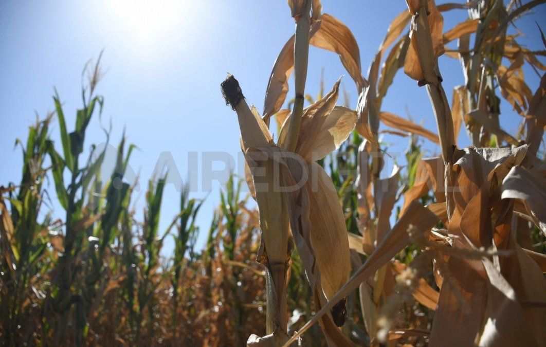 Con menos fletes, servicios financieros y de intermediación, como así también menos consumo, las pérdidas para la economía agrentina asciende a U$S 4.800 millones. 