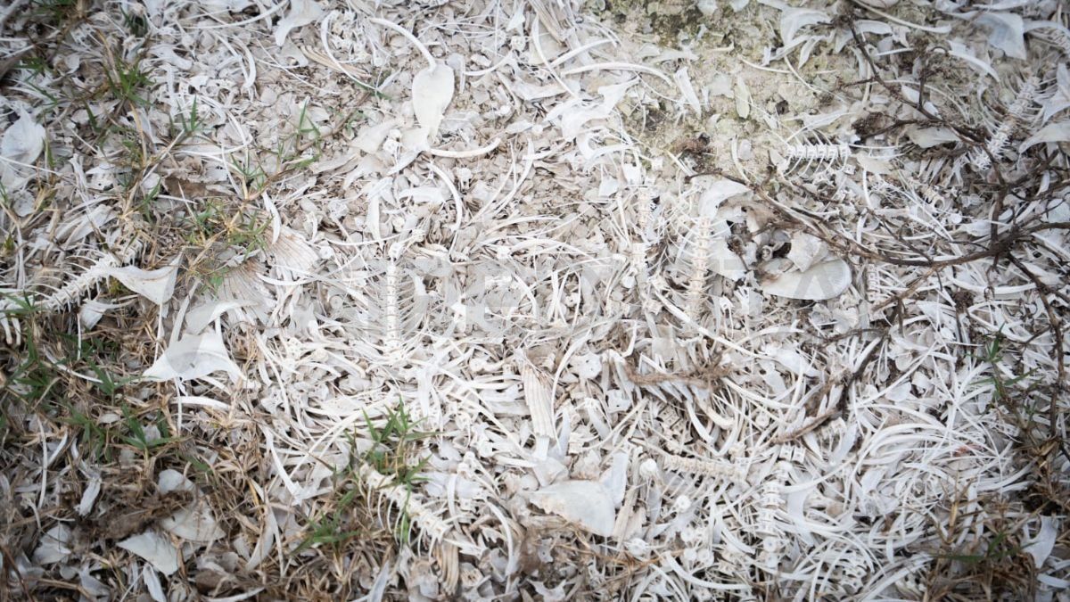 En la orilla de la laguna se observan los esqueletos de los peces muertos cuando se secó la laguna. En la orilla de la laguna se observan los esqueletos de los peces muertos cuando se secó la laguna.