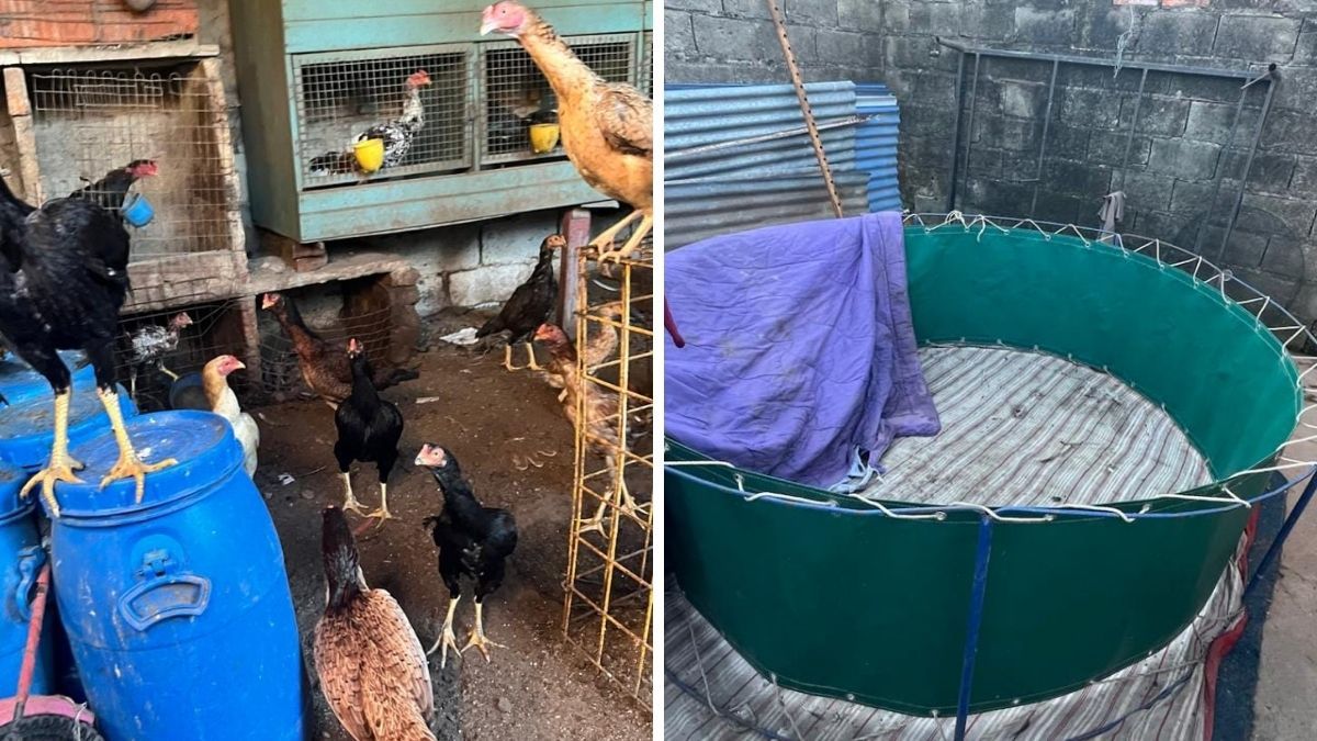 Secuestraron gallos de riña y un ring en una casa de Santa Fe