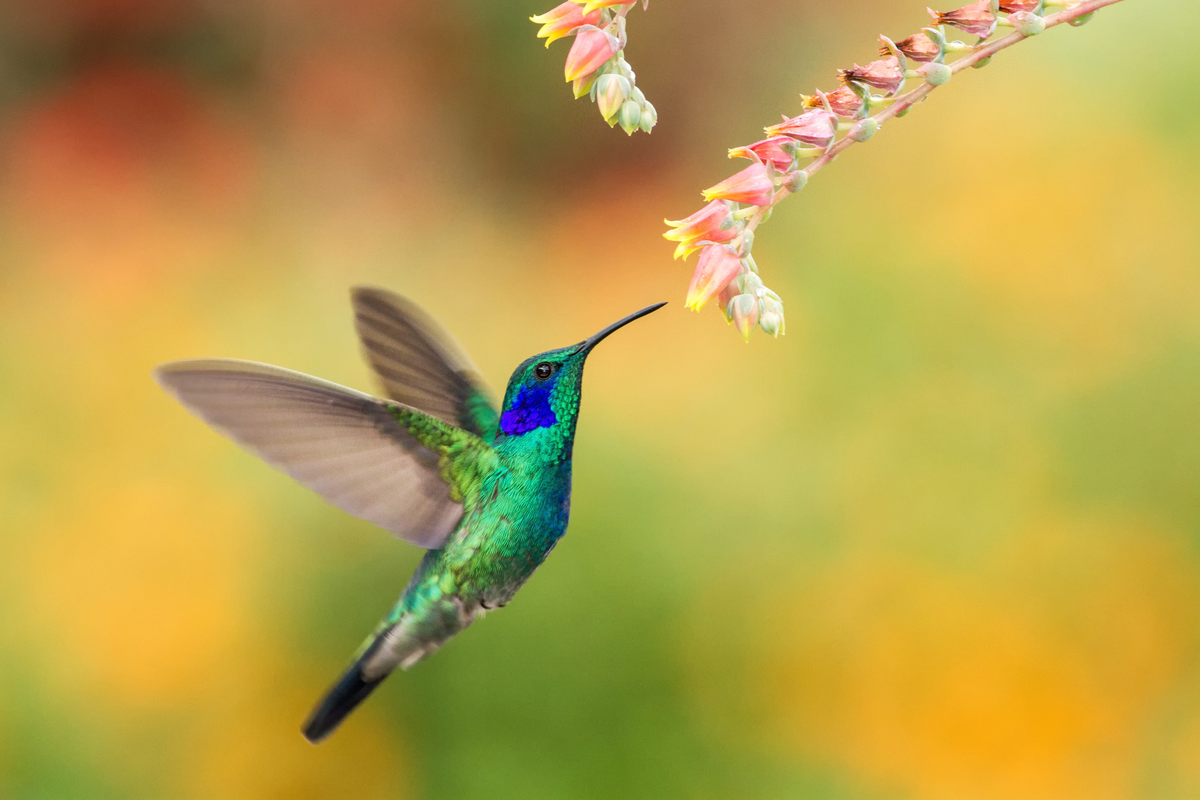 El colibrí es un ave pequeña apodiforme, que llama la atención por el color del plumaje de colores brillantes.