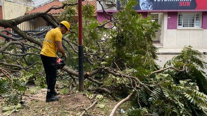Barrio Sur: se desplomó una enorme rama de un árbol en Avenida Juan José Paso