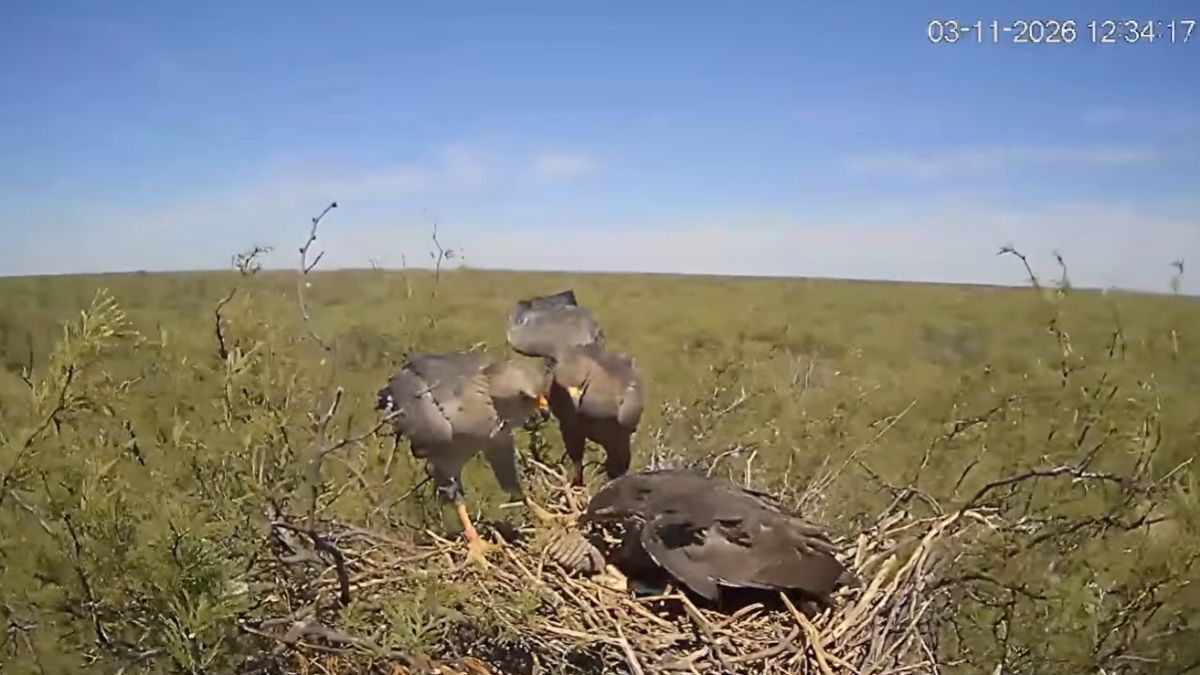 Transmiten en vivo un nido de águila coronada y esperan el primer vuelo del pichón.
