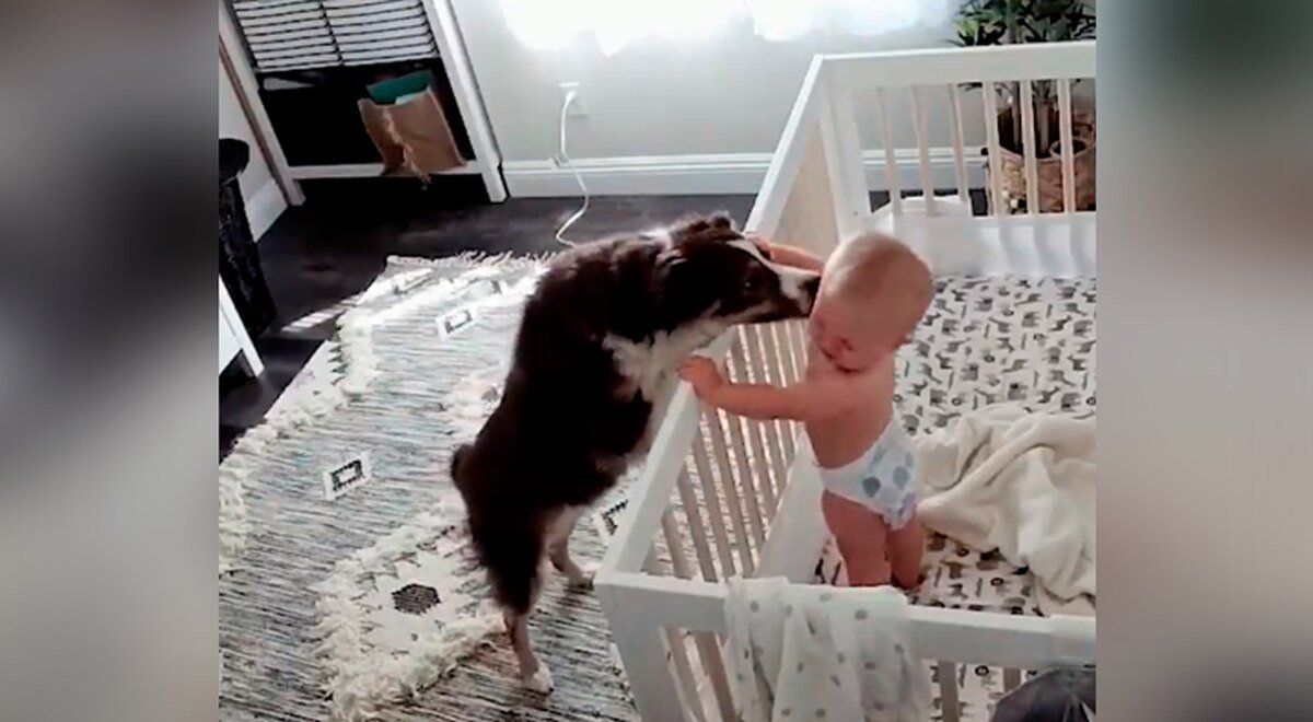 Instaló una cámara en el cuarto de su bebé y registró cómo el perro lo consuela cada vez que llora