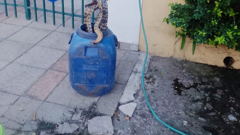 Apareció una serpiente de grandes dimensiones en barrio Guadalupe