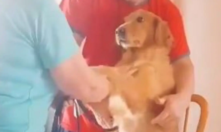 Le curó el empacho con una cinta a su perro, él le agradeció y el video causa furor Le curó el empacho con una cinta a su perro, él le agradeció y el video causa furor