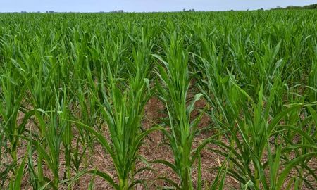 cultivo por cultivo: que perdidas estarian definidas en el sur de cordoba y santa fe