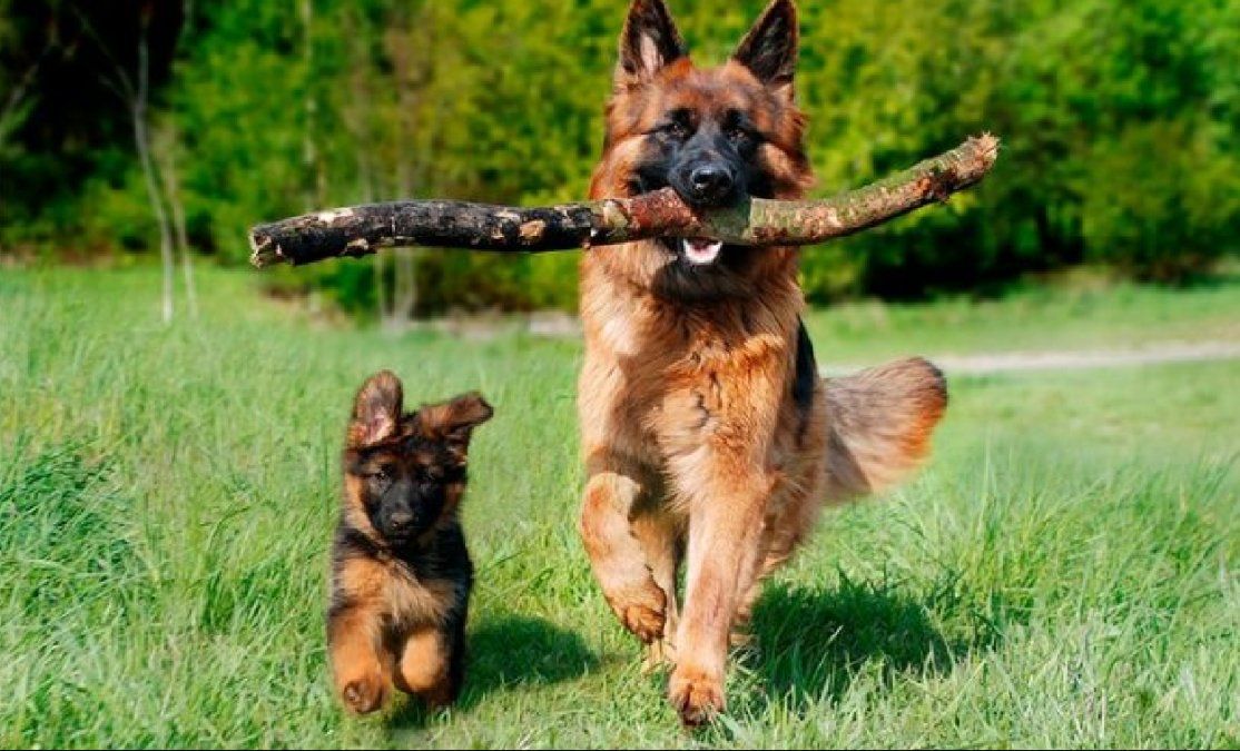 Cuáles son las razas de perros más cariñosas