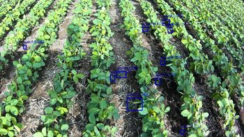 ia en el campo: tecnologia local de aplicacion selectiva de herbicidas se expande al mundo ia en el campo: tecnologia local de aplicacion selectiva de herbicidas se expande al mundo