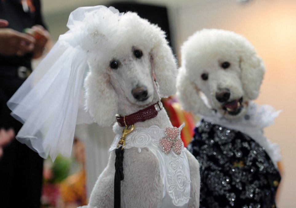 La noticia causó sensación en las redes sociales.