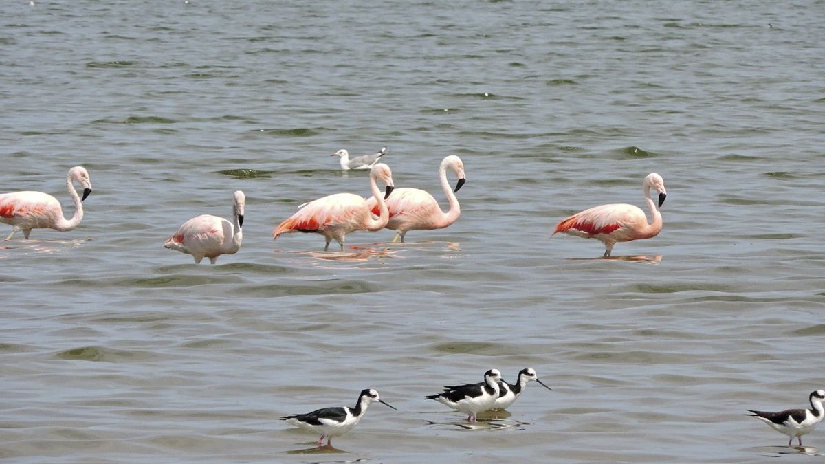 El nuevo parque nacional comprende la laguna de Mar Chiquita, la laguna salada de mayor superficie de la Argentina y la quinta de Sudamérica, además de los Bañados del río Dulce.